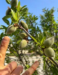 Close-up of young peaches on a branch, with two fingers pointing towards them to illustrate 5-inch thinning space, set against a blue sky.