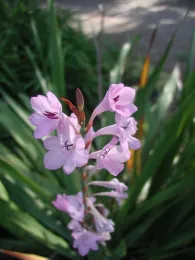 Watsonia at my old homestead.