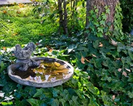 Vining dark green ivy plants growing over an area of ground.