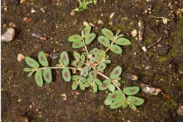 A cluster of spotted spurge with green leaves marked by reddish-purple spots, growing on dark soil with small stones.