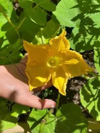 SchoolGardenFlower-smaller
