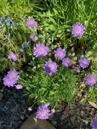 Scabiosa, Laura Kling
