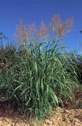 Mature Johnsongrass, Jack Kelly Clark, UC ANR IPM Program