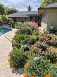 Garden in a hot zone on the Garden Tour 2022, Deb Halfpenny.