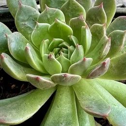 Close-up view of an Echeveria minima succulent with rosette-shaped layers of green leaves and reddish tips, set against dark soil.