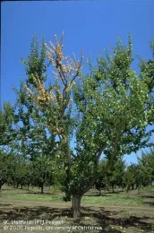 Apricot tree in an orchard with healthy green leaves and a prominent dead branch affected by Eutypa disease.