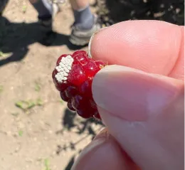 A close-up of a person holding a red ollalieberry with pale stink bug eggs clustered on its surface, against a blurred outdoor background.