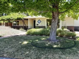A tree with a circular irrigation ring set up around a tree trunk, in a suburban yard, with a house visible in the background.
