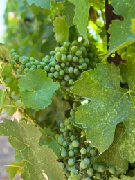 Green grapes hanging from a vine.