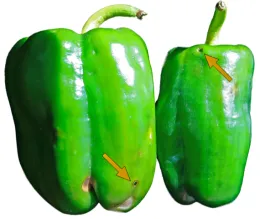 Two green bell peppers side by side, each showing exit holes from pepper weevils, one on the top of a pepper, the other on the bottom.