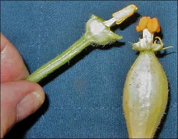 A hand holds a male squash flower on the left and a female squash flower on the right, showcasing their structural differences against a blue background.