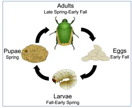 Lifecycle of Green Fruit Beetles