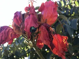 Green fruit beetle in an African Tulip Tree, feeding on the flowers and nectar.