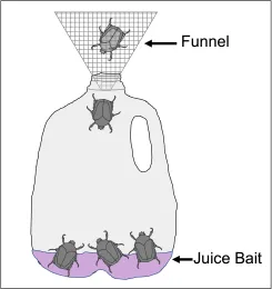 Example trap made from an old milk jug using grape juice mixed with water as bait.