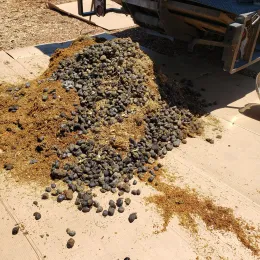 Horse Manure with Bedding on cardboard
