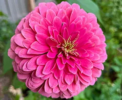 Flower - Soubarna M_sm2