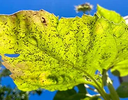 Leave - Soubarna M_sm2