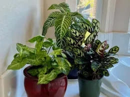 Three houseplants on a windowsill: a green, heart-shaped leaf plant in a reddish-brown pot, a striped green-leaved plant, and a maroon-striped leaf plant in a green pot.