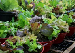 An assortment of colorful lettuce plants in red pots, showcasing various leaf shapes and colors, with a lush green background.