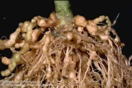 Close-up of plant roots showing numerous galls formed by root-knot nematodes, with a dark background.
