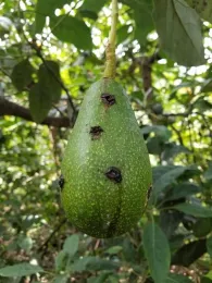 A weevil-damaged avocado with dark marks