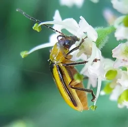 Diabrotica vigifera, corn rootworm. (Courtesy of Wikipedia)