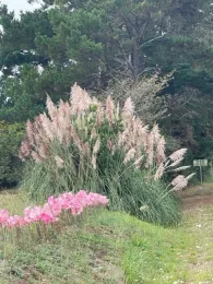 Pampas grass in landscape