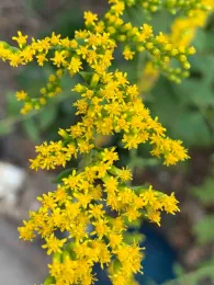 California goldenrod flowers, Laura Kling