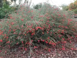 California fuchsia large shrub, Jeanette Alosi