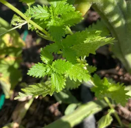 Close-up of young stinging nettle plants with bright green, deeply serrated leaves, growing in garden soil.
