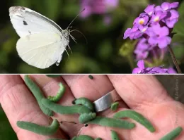 A cabbage white butterfly on purple flowers above a hand holding several green imported cabbageworm caterpillars.