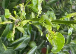 Citrus tree branch with curled, distorted new growth leaves showing signs of citrus leafminer