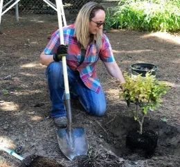 A woman in a plaid shirt kneels next to a potted shrub, holding a shovel as she prepares to plant it in the ground.