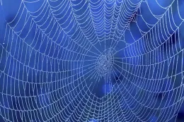 A close-up of a spider web with dew drops, set against a blue background, showcasing its intricate design and radiant threads.