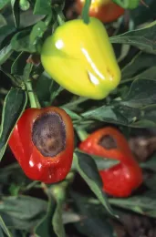 Sunburned bell pepper with a necrotic spot