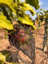 Para proteger las frutas de los insectos y pájaros, se les cubre con una bolsa de malla.