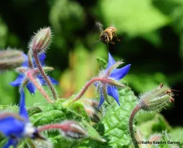 Honeybee in flight approaching a blue borage flower amid hairy stems and buds
