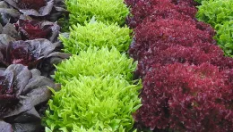 A vibrant arrangement of various types of lettuce, including dark red and bright green varieties, showcasing contrasting colors and textures.