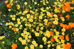 A colorful array of wildflowers at Martial Cottle Park, featuring vibrant yellow flowers and striking orange poppies among green foliage.