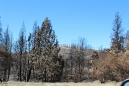 Tree trunks after Weed fire. October, 2022.