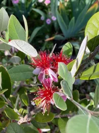 Pineapple guava showing different aspects of its oval leaves