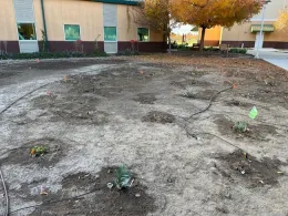 Planting area of dirt showing newly planted plants with spaghetti irrigation tubing.