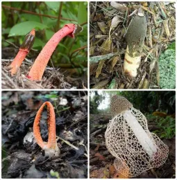 A collage of four stinkhorn mushrooms in various shapes and colors, including red, orange, and white, set against earthy backgrounds.