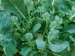 Broccoli plant with multiple small side-shoot florets and large dark green leaves growing in a garden bed.