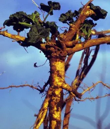 Woody taproot of Malva neglecta with green leaves against a blue sky.