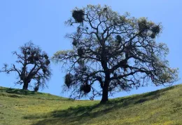 Two oak trees with mistletoe on a green hillside under a blue sky, with patches of yellow flowers in the grass.