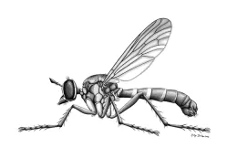 This image of Saropogon pyrodes is the work of UC Davis alumna Keely Davies and appears in ZooKey. Used by permission.