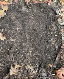 Oak Leaf Compost