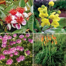 Fur panel collage of UC All Star flowering plants: pineapple guava flower, yellow Oregon grape blooms, orange torch lily spikes, and pink ice plant groundcover.