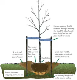 Illustration of proper tree staking and planting techniques, featuring a young tree with wooden stakes, mulch, and annotations for maintenance tips.